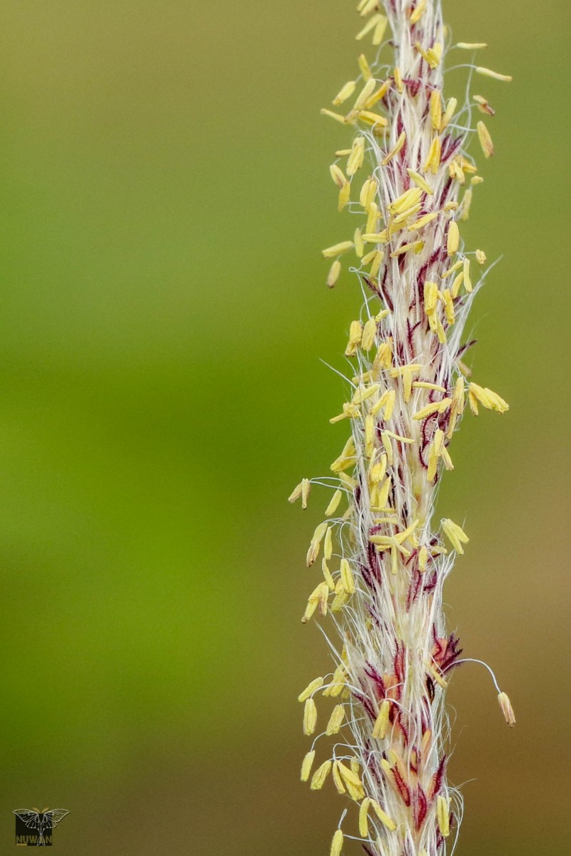 Imperata cylindrica (L.) P.Beauv.